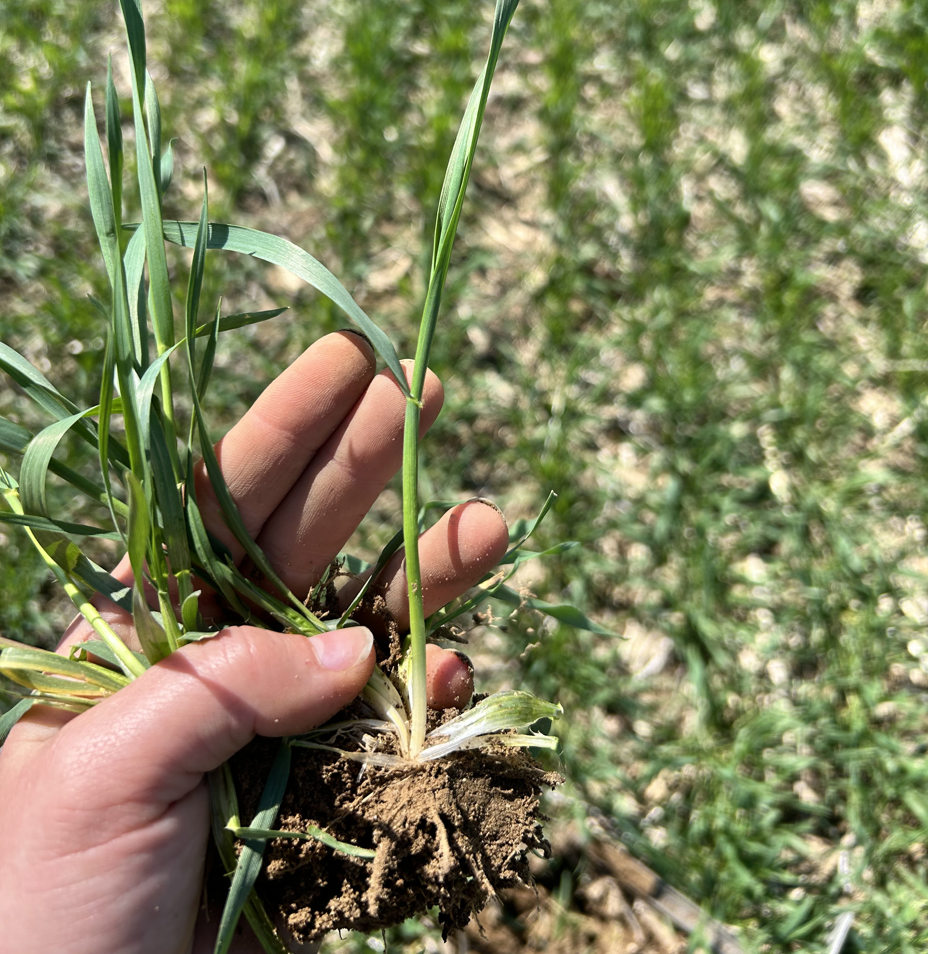 A hand holding a wheat plant with a clump of soil and roots still attached. A wheat field is in the background.
